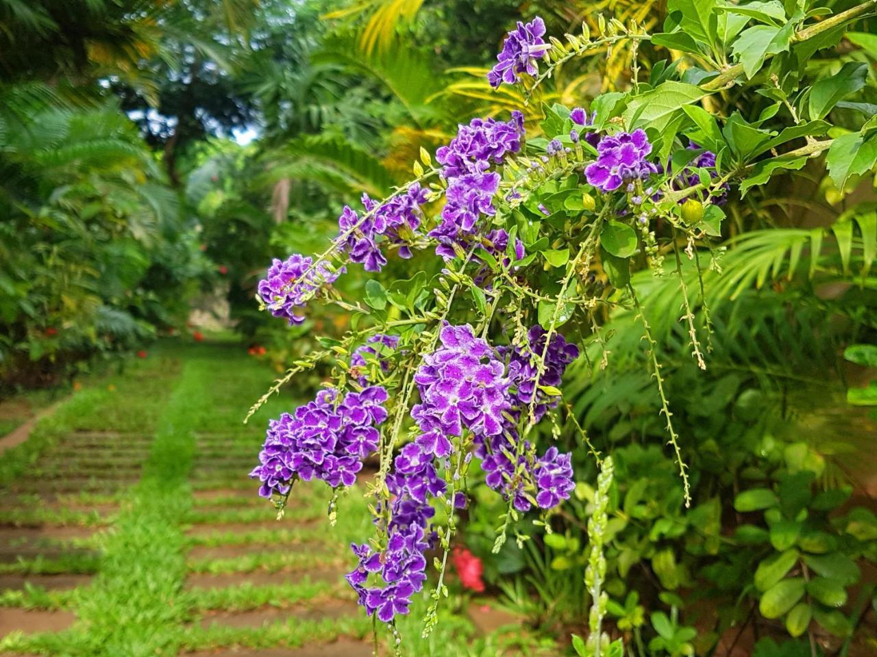 Villa Nissa Siem Reap Exteriér fotografie