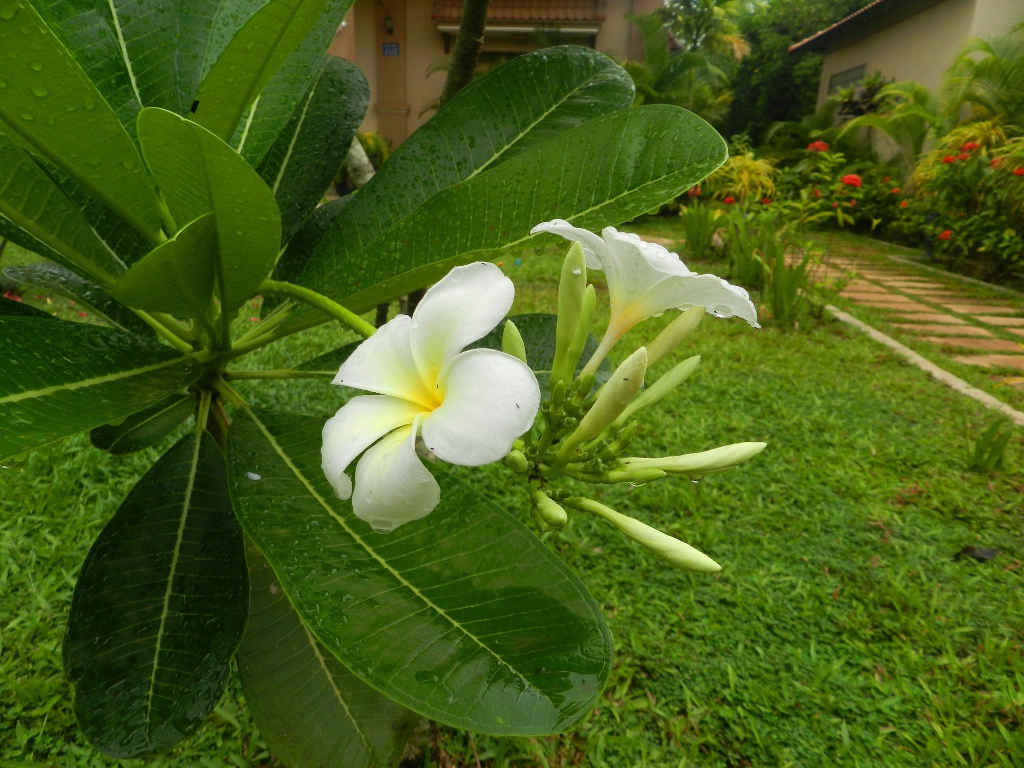 Villa Nissa Siem Reap Exteriér fotografie